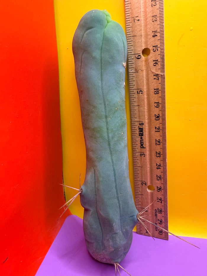 TBM-A long form monstrose cactus !