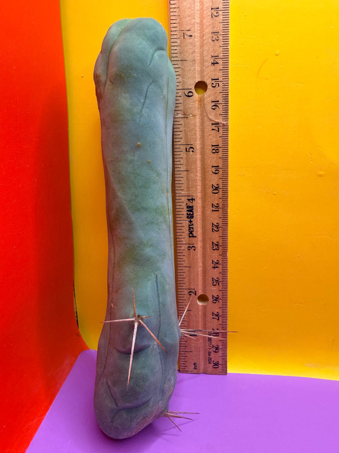 TBM-A long form monstrose cactus !