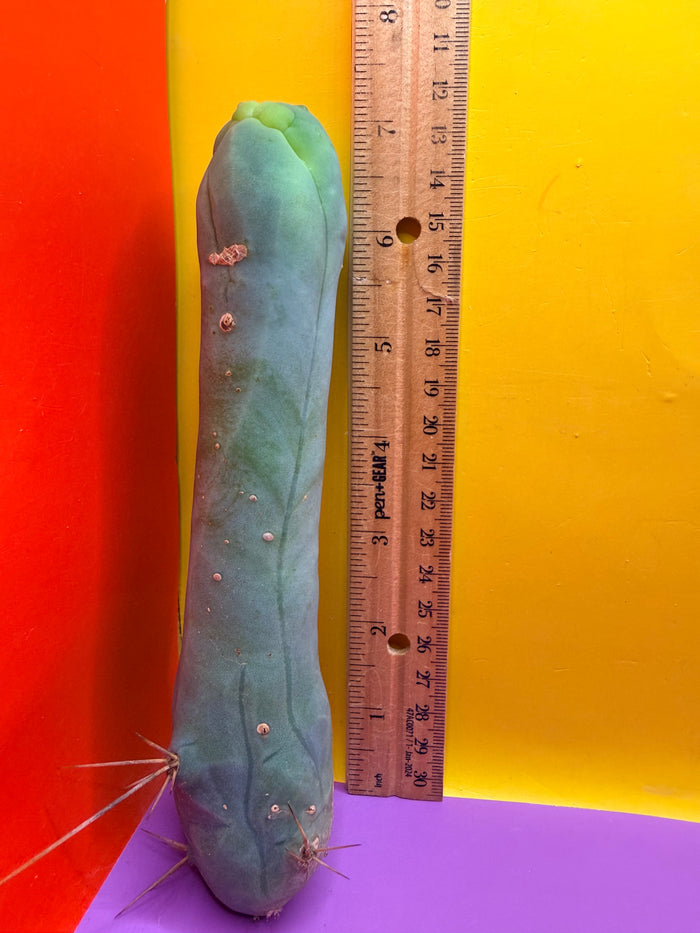 TBM-A long form monstrose cactus !