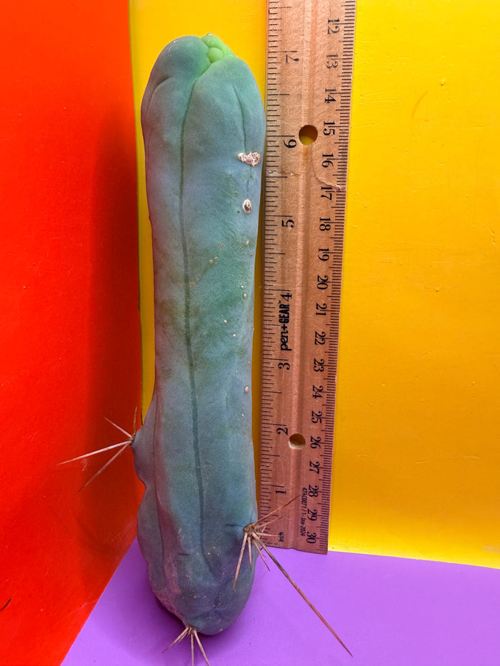 TBM-A long form monstrose cactus !