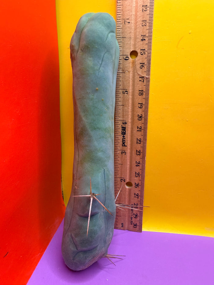 TBM-A long form monstrose cactus !