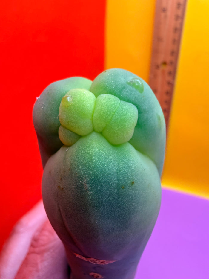 TBM-A long form monstrose cactus !