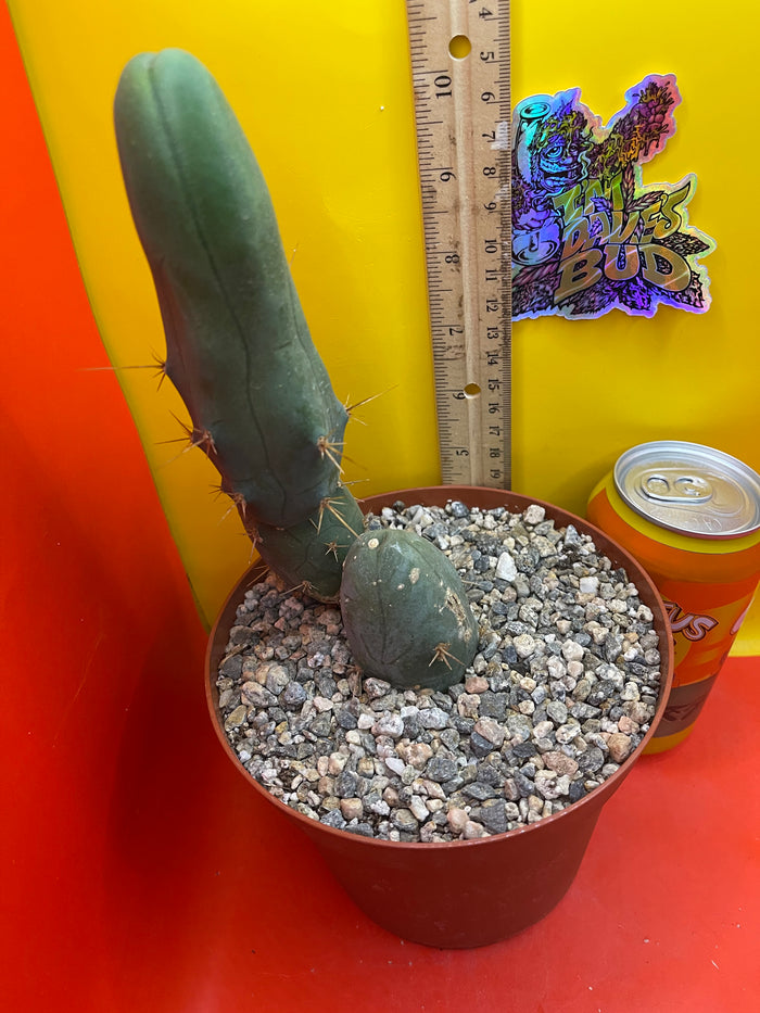 TBM-b - ships in pot - exact cactus -
