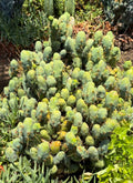 Tbm-b short form TRICHOCEREUS BRIDGESII MONSTROSE