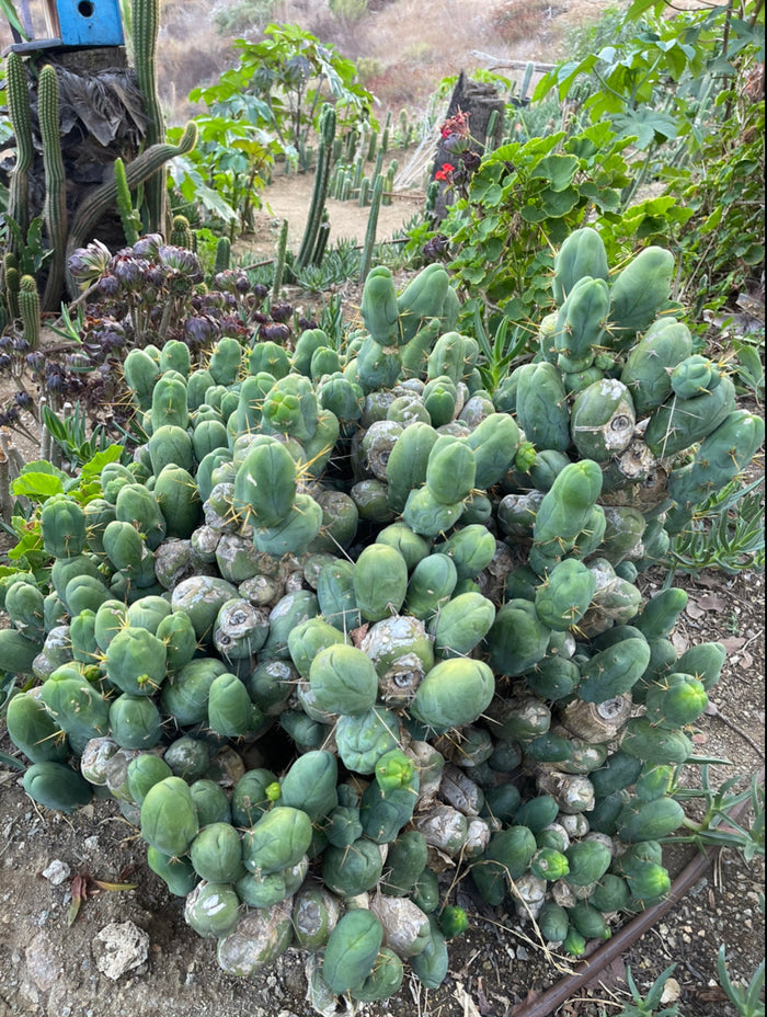 Tbm-b short form TRICHOCEREUS BRIDGESII MONSTROSE