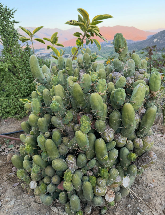 Tbm-b short form TRICHOCEREUS BRIDGESII MONSTROSE