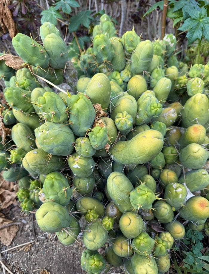 Tbm-b short form TRICHOCEREUS BRIDGESII MONSTROSE