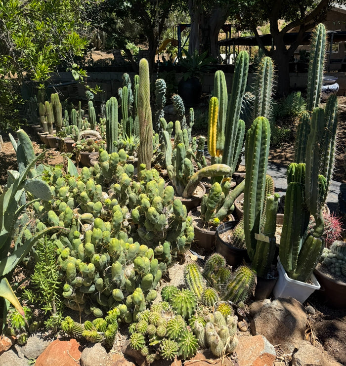 Tbm-b short form TRICHOCEREUS BRIDGESII MONSTROSE