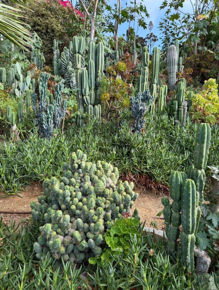 Tbm-b short form TRICHOCEREUS BRIDGESII MONSTROSE