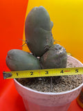 Tbm CACTUS!!! Bare root