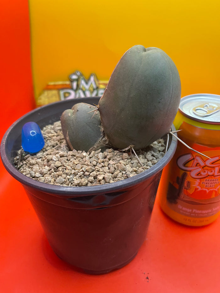 TBM CACTUS    type B