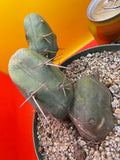 “TBM cactus ”