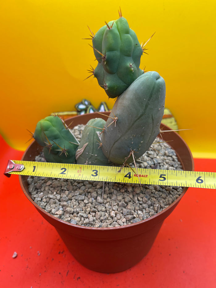 TBM  cactus !