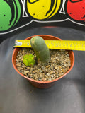 Tbm CACTUS !