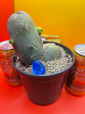 Tbm CACTUS