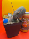 Tbm CACTUS !!!
