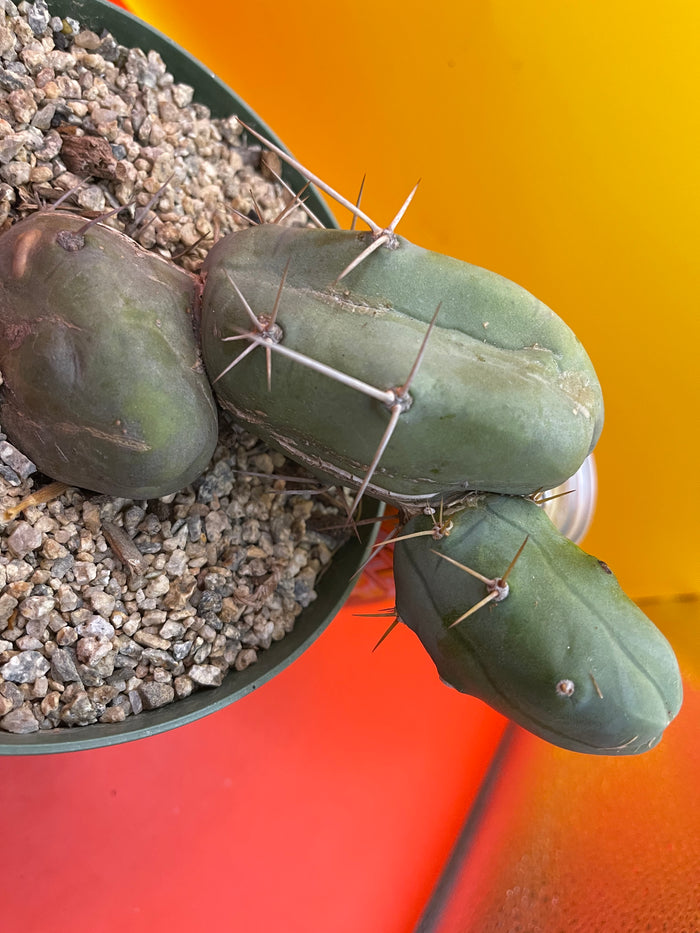 “TBM cactus ”