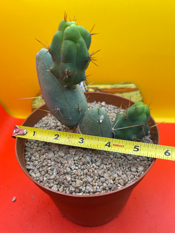 TBM  cactus !