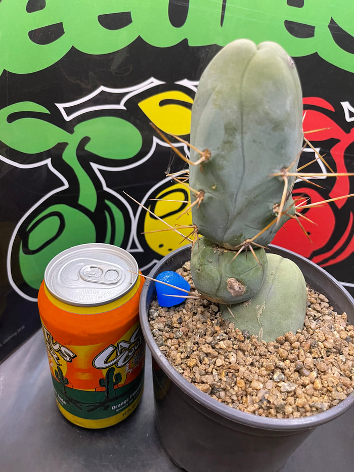 Tbm CACTUS