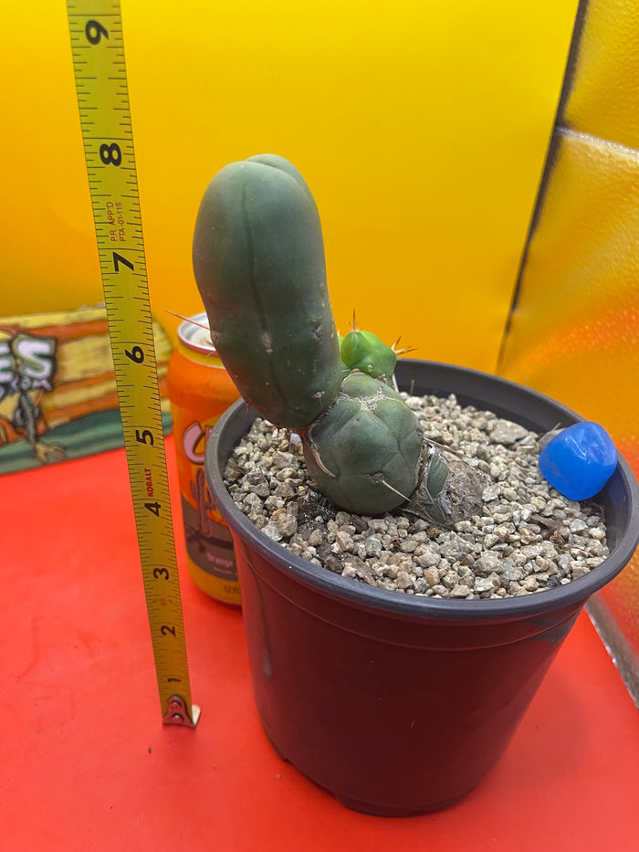 Tbm cactus