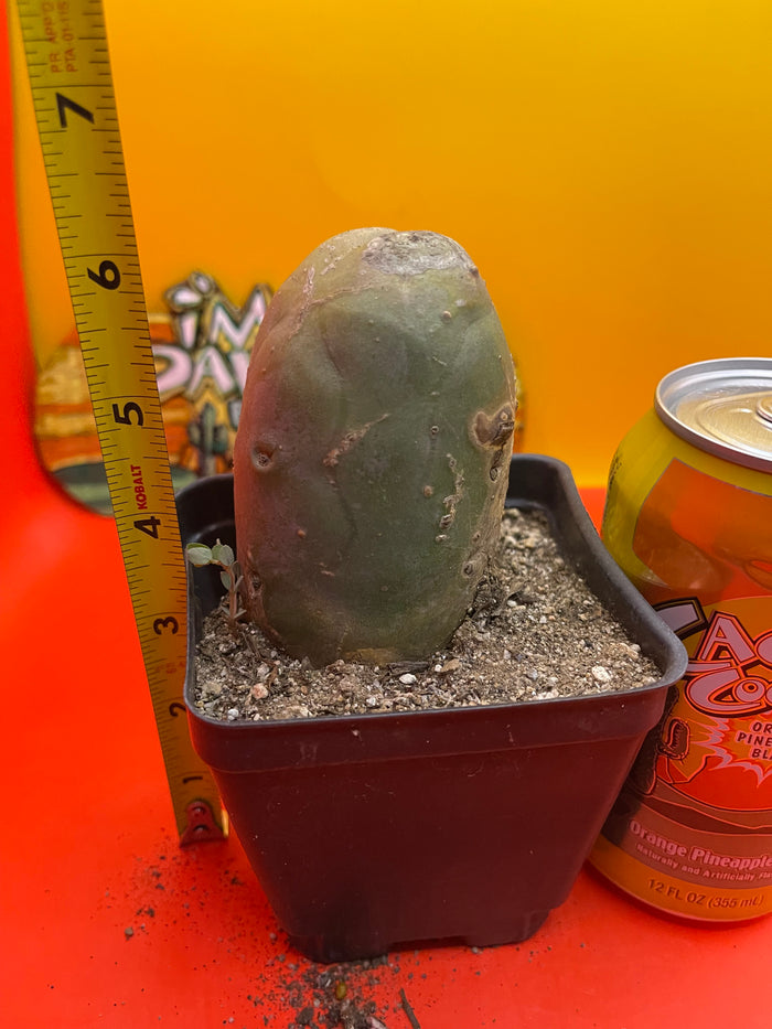 TBM CACTUS