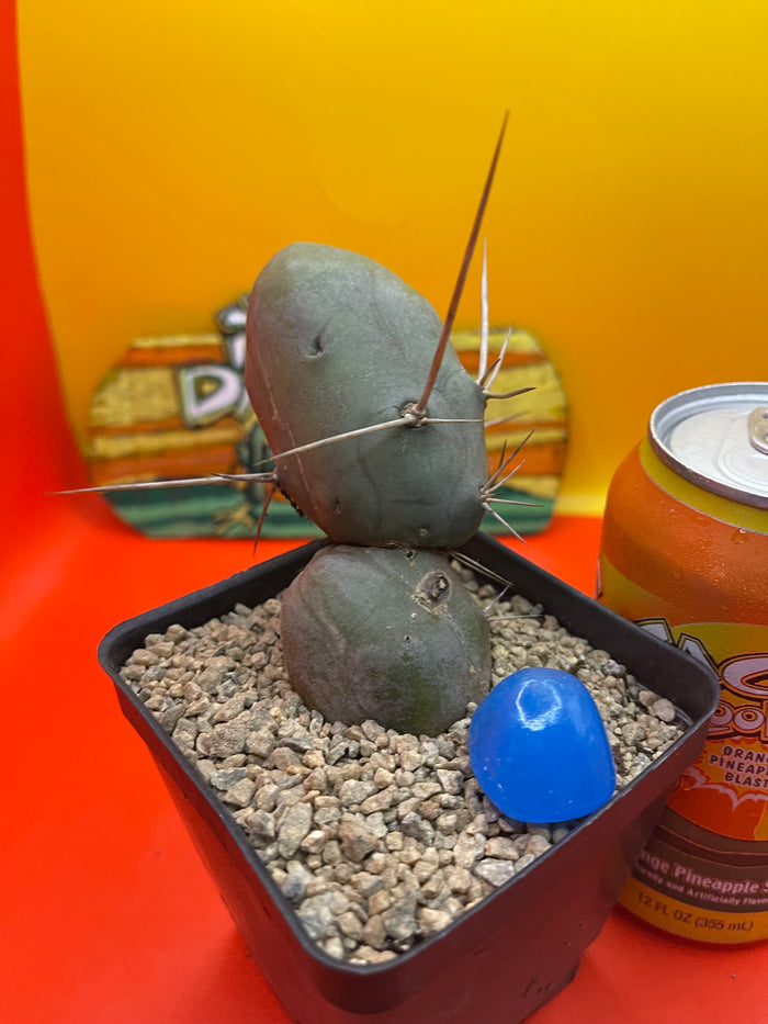 Tbm CACTUS !!!