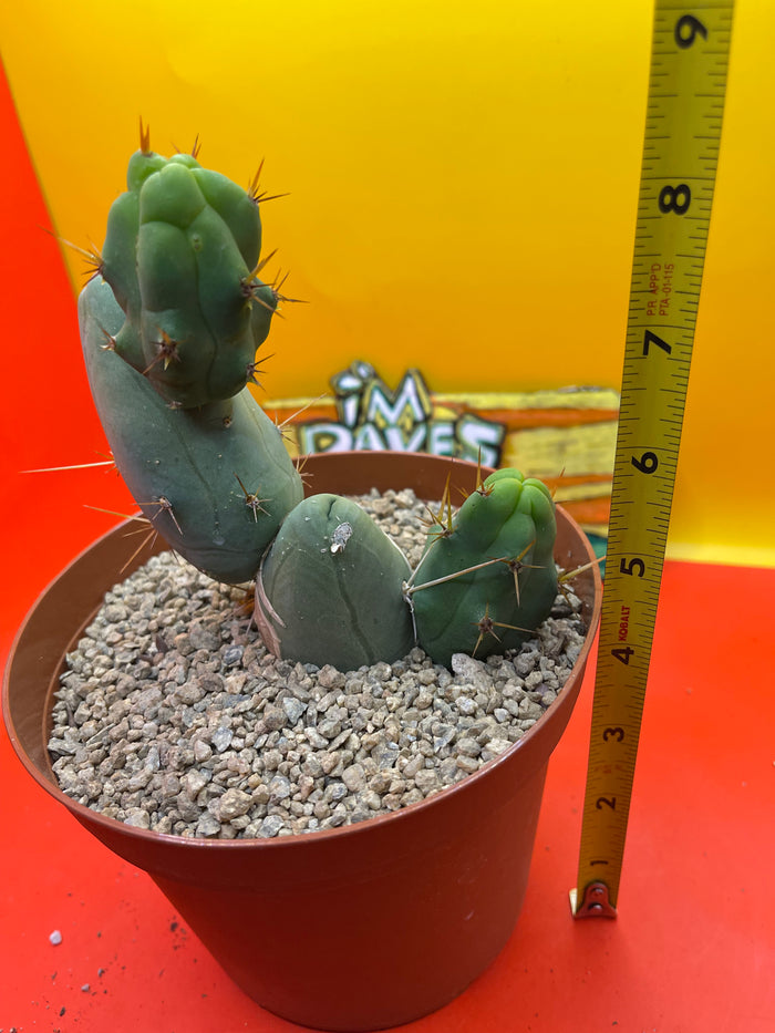 TBM  cactus !