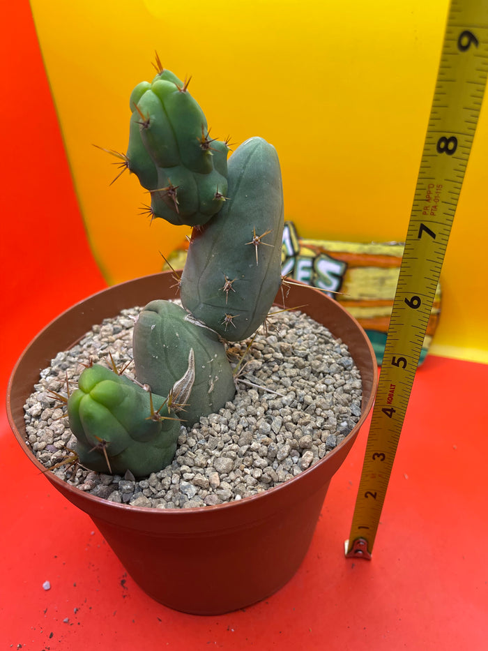 TBM  cactus !