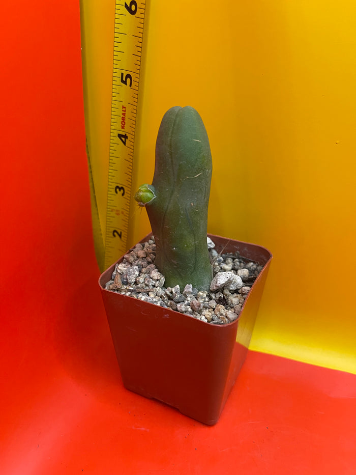 Tbm CACTUS!!