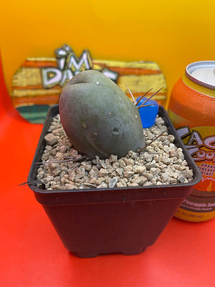 TBM CACTUS 🌵