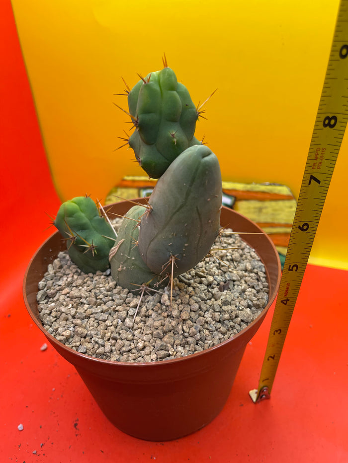 TBM  cactus !
