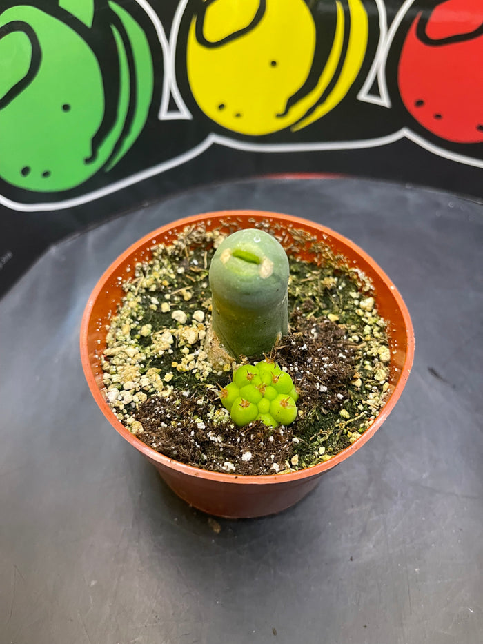 Tbm CACTUS !