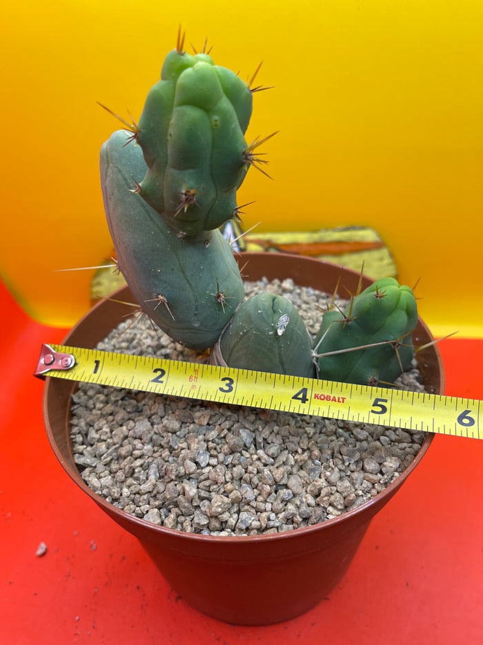 TBM  cactus !