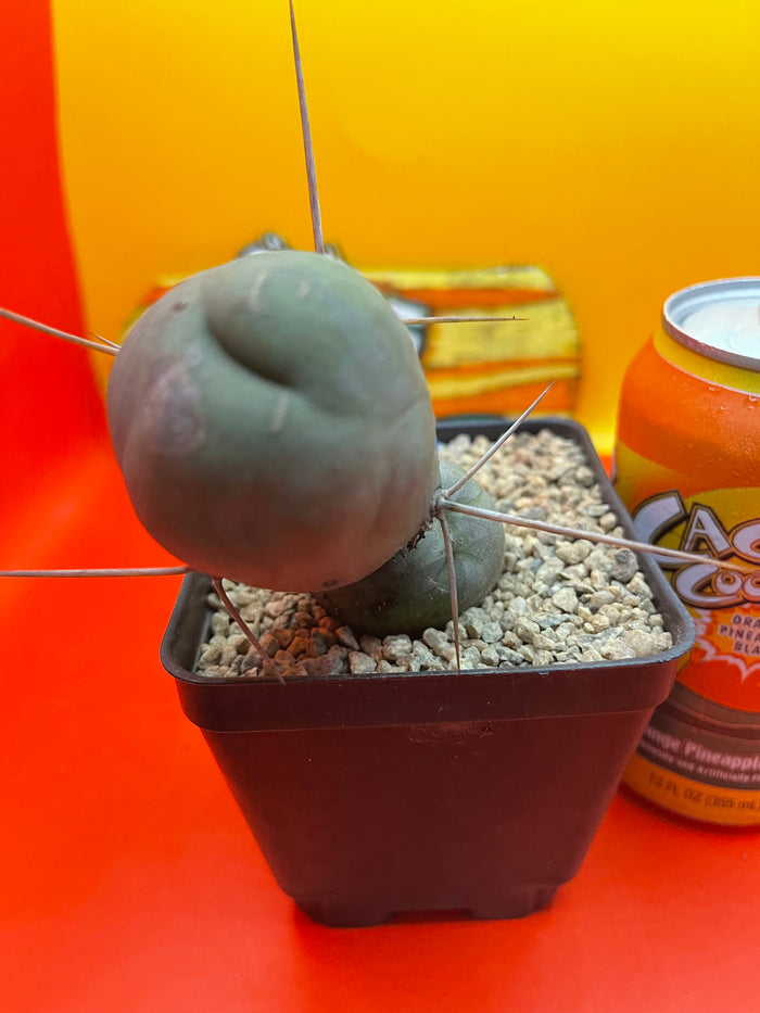 Tbm CACTUS !!!