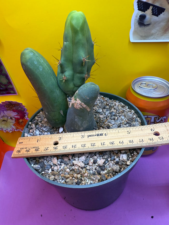Tbm in 6” inch wide pot- exact cactus pictured!