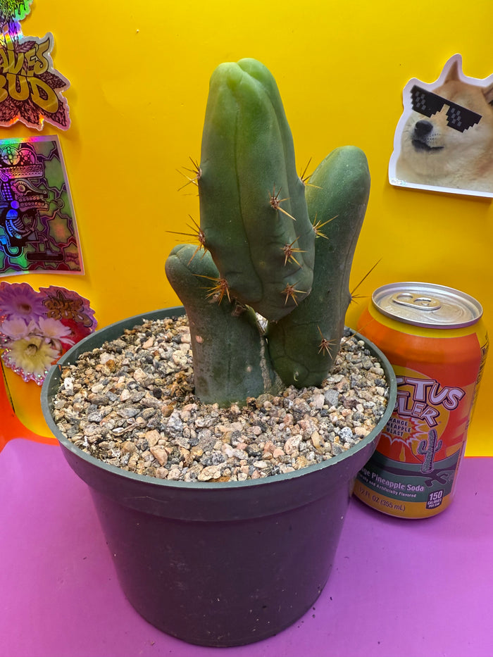 Tbm in 6” inch wide pot- exact cactus pictured!
