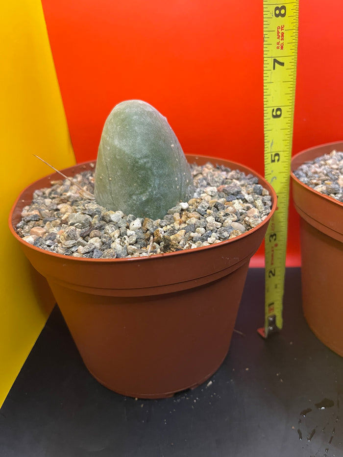 Tbm !! In a pot !