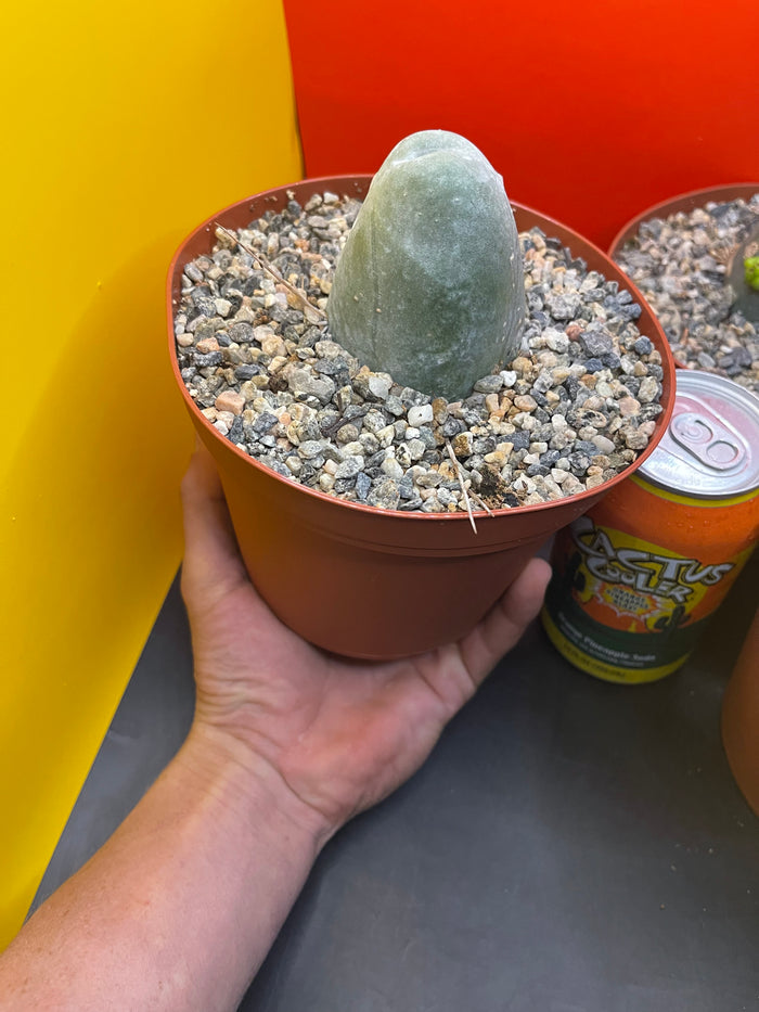 Tbm !! In a pot !