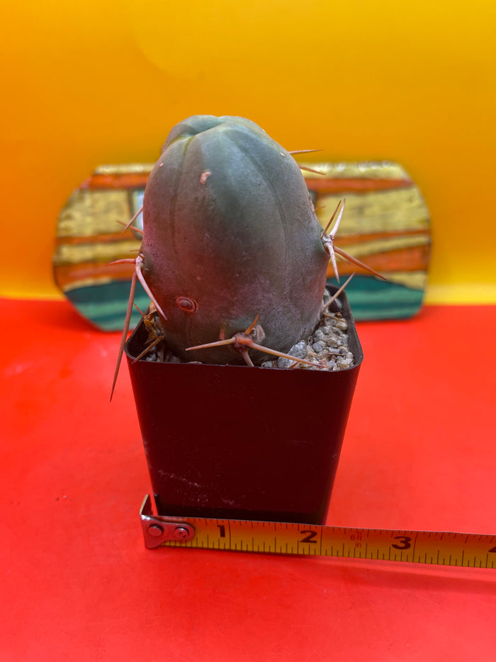 Tbm in lil pot - fat