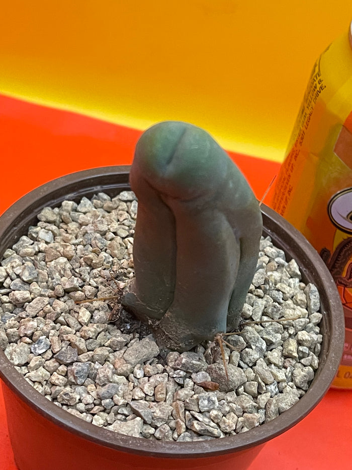Tbm in pot