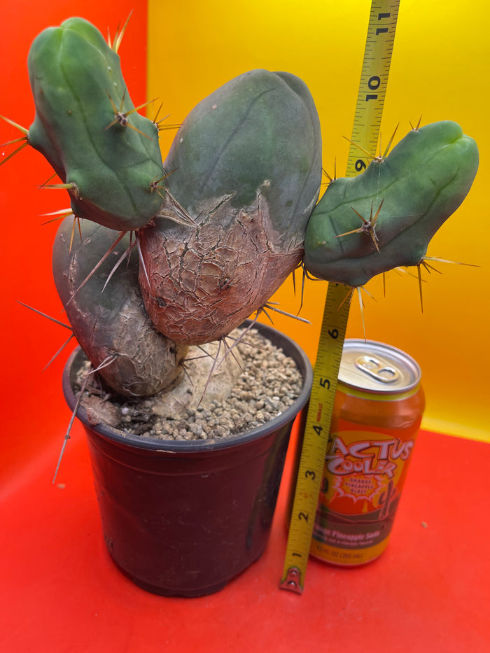 TBM !! Potted San Pedro cactus