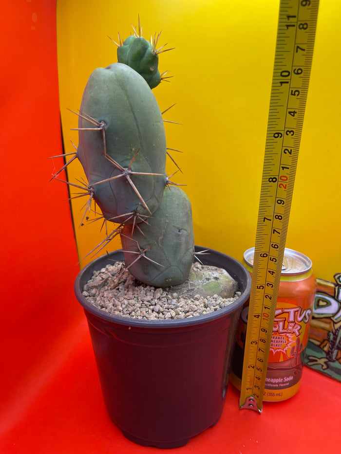 TBM !! 🌵😵‍💫type of SanPedro cactus