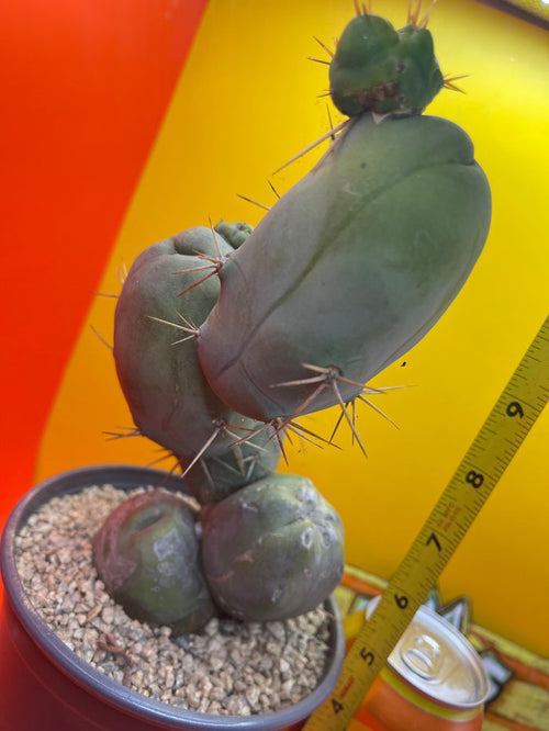 - Tbm  😵‍💫🌵