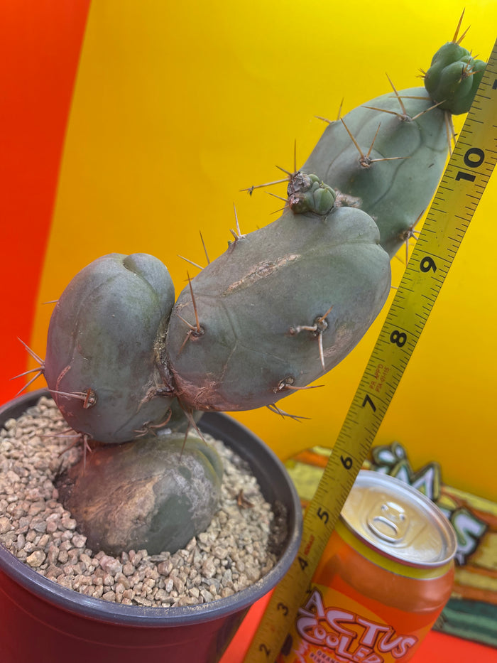 - Tbm  😵‍💫🌵