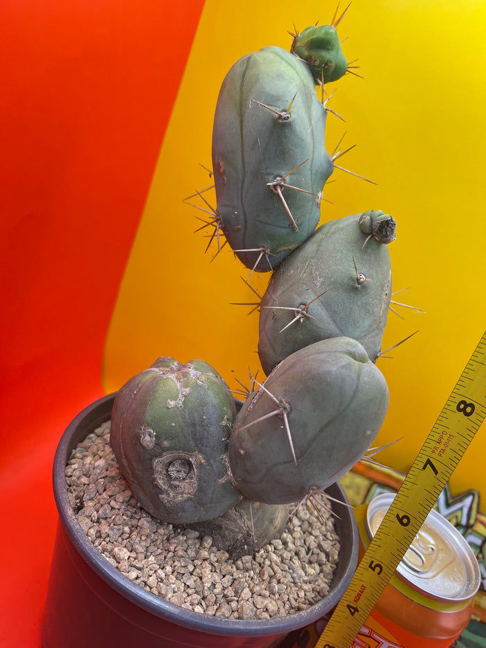 - Tbm  😵‍💫🌵