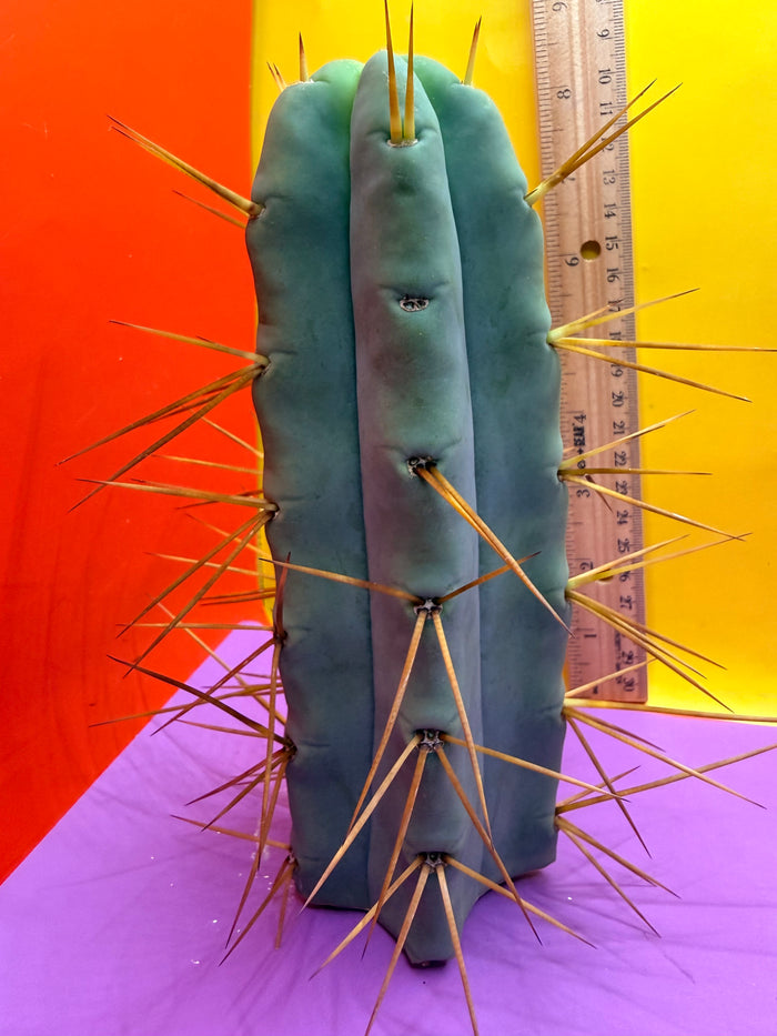 Thic Jiimz Twin Spine !