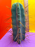 Thic Jiimz Twin Spine !