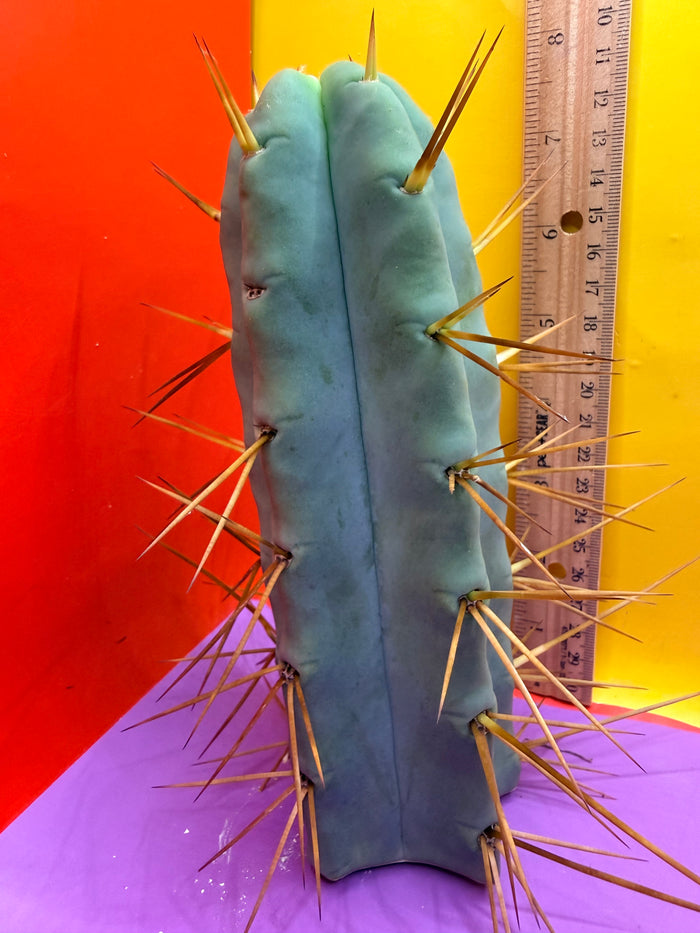 Thic Jiimz Twin Spine !