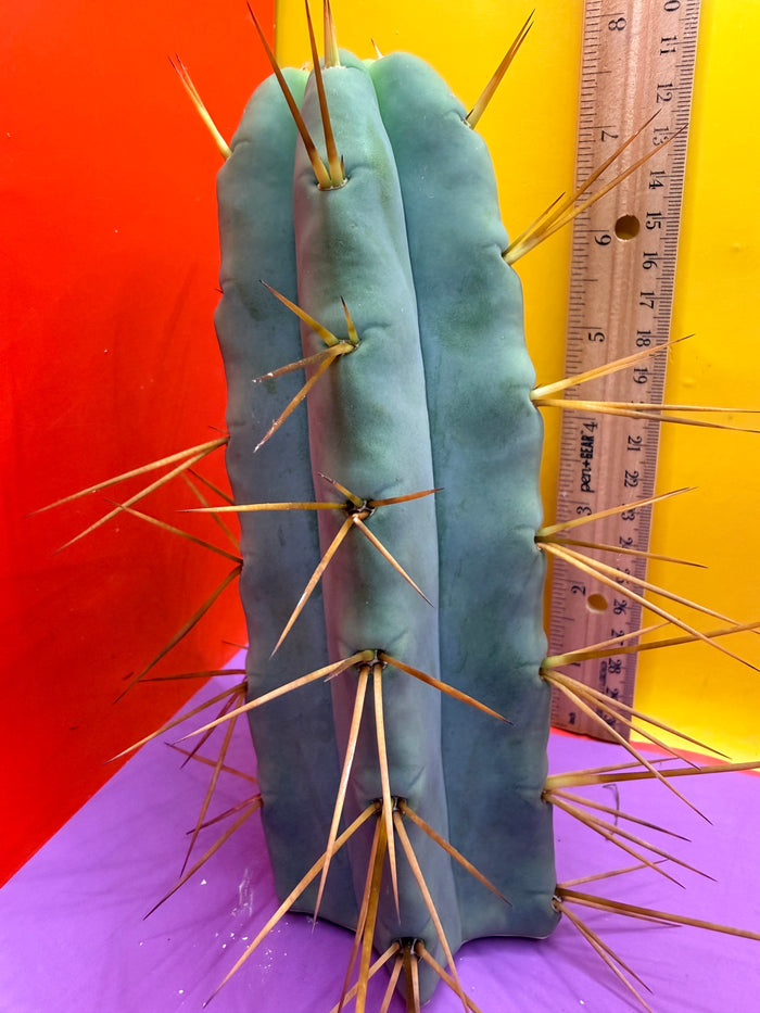 Thic Jiimz Twin Spine !