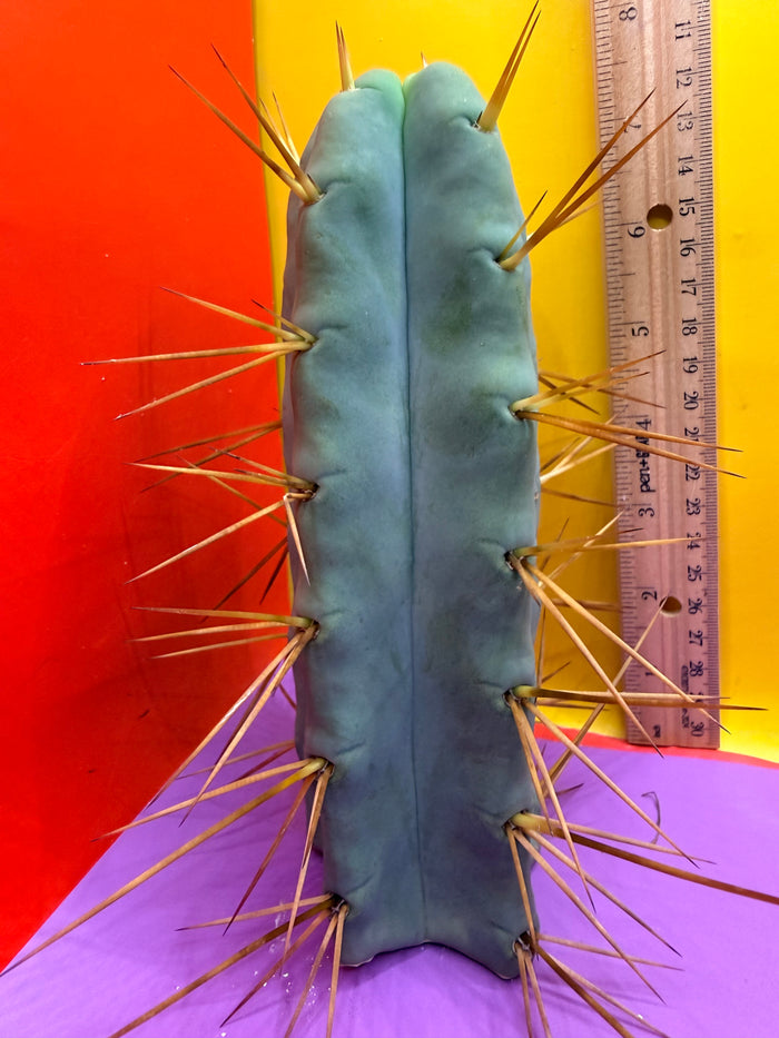 Thic Jiimz Twin Spine !